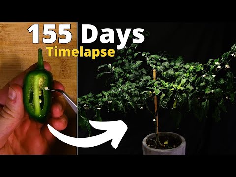 Growing Jalapeno from Seed to Harvest Time Lapse