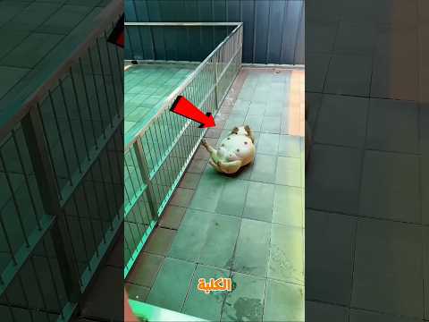 كانت بتتالم.. شوف ااالي حصل 👀😨