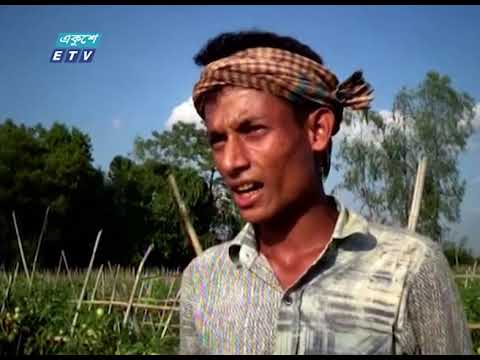 কৃষকদের জন্য উন্মুক্ত উচ্চফলনশীল টমেটো লালবাহাদুরের বীজ | ETV News