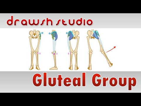 The Gluteal Muscles