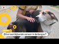 Hond Sammie gebeten door mysterieus dier uit de bosjes