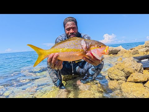 Massive Yellow Tail Snapper Shot With Giant Speargun While Spearfishing Catch-Clean And Cook