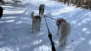 #mushing #skijoring #husky #nofilter #skiing #reality #itsahuskything #dog #dogshorts