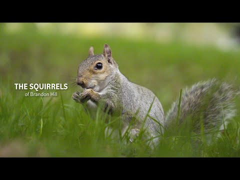 The Squirrels of Brandon Hill