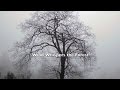 Wind Whispers the Forest