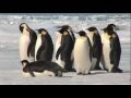 Emperor Penguins in Antarctica 