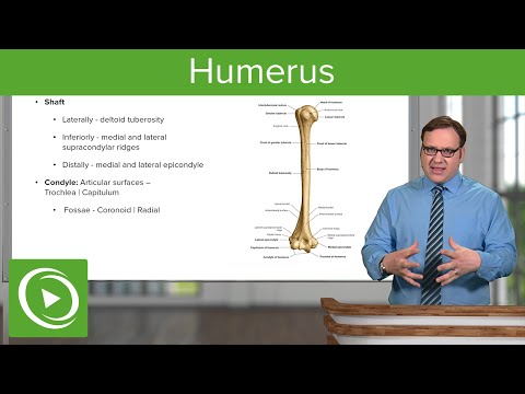 Humerus: Characteristics & Parts – Anatomy | Lecturio