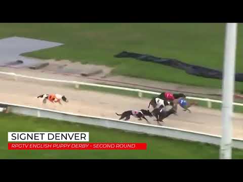 Signet Denver - RPGTV English Puppy Derby Round 2