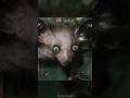 World's Weirdest Animal - The Demon Primate (madagascar animals documentary)