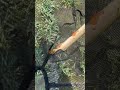 Gar Were Biting Caught Two About This Size Very Explosive Fighters