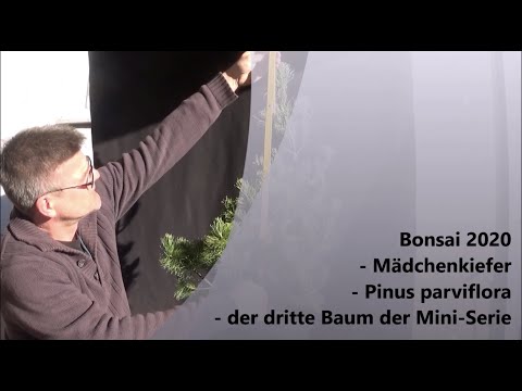 Bonsai 2020-9 - Mädchenkiefer - Pinus parviflora - der dritte Baum der Serie