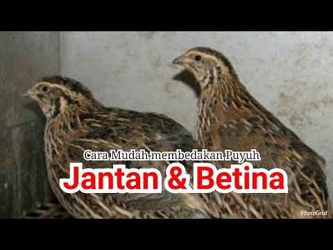 Jantan Novyj Trend Smotret Onlajn Na Sajte Trendovi Ru