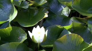 Guided Meditation - Dudley Evenson - Relaxation