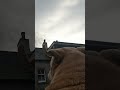Dougal Who Let The Dogs Out