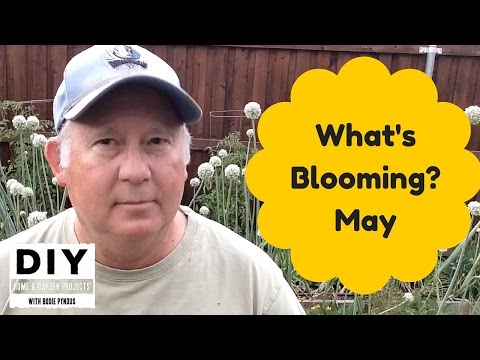 What's Blooming May