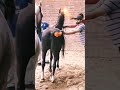 Successful Horse Mating Shorts Horse Mating Viralvideo Youyubeshort Horsemating Viral