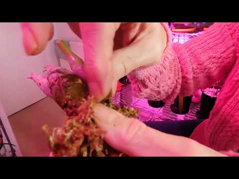 Ctsm. Fredclarkeara After Dark Black Pearl replacement, but does it pass Quality Control?