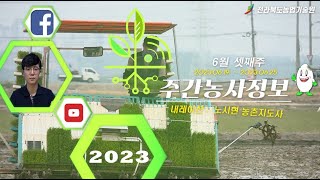 6 3 주간농사정보