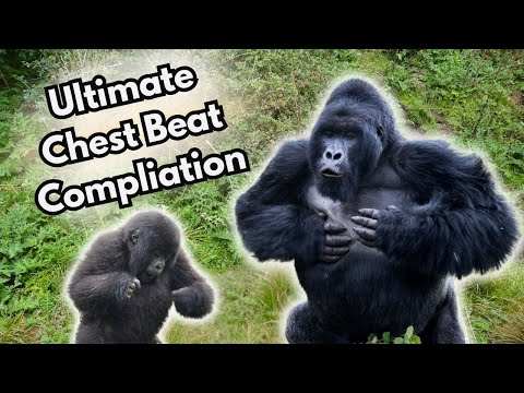 The ULTIMATE Chest Beat Compilation!
