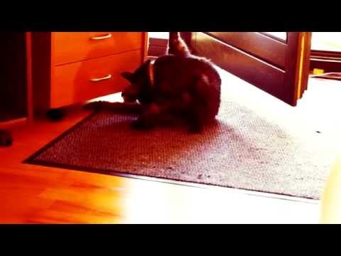 Neues vom Tillchen aus Heumaden