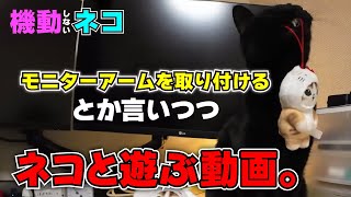 モニターアーム取り付けに絡んでくる猫