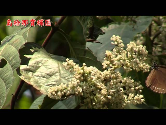 茂林紫斑蝶剪影 - 2015.03.13