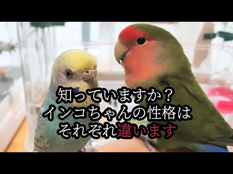 控えめなインコについて詳しく解説