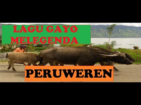 Lirik Lagu Gayo PERUWEREN -Ujang Lakiki