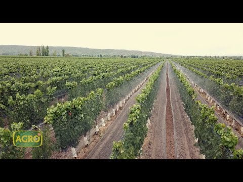 Catena Zapata: La bodega más prestigiosa de Argentina (#976 2022-04-23)