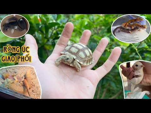 Đón về thêm rất nhiều Pet mới, Rùa Sulcata, Sóc Bay Úc lucy, Sóc Chuột và Thằn Lằn Da Báo / Bảo pet