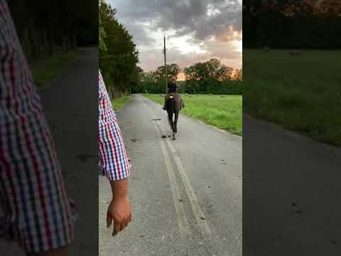 TSP Lot# 1918 - QH - Geld - 15YO - 14.2 H - $950