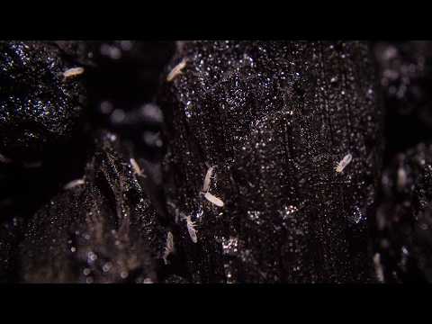 All About Springtails - Care, Culturing, Seeding & More