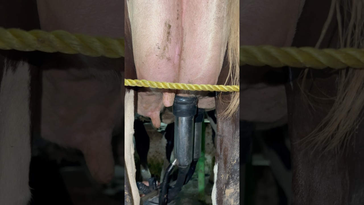 Satisfying Cow milking 🐄🥛/ full process in seconds!