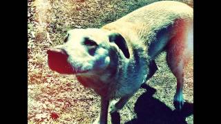 Olde Pine - Buy a Pound, Smoke a Pound