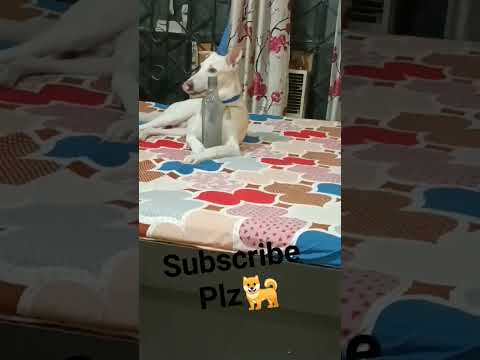 #hastag dog lover 😎😎