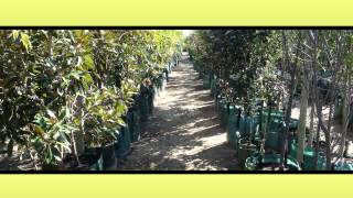 preview picture of video 'Waterloo Nursery Bunbury Mature Trees'