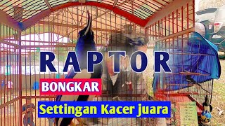 Download lagu Cara setting burung kacer sebelum lomba || RAPTOR mp3 Download lagu Cara setting burung kacer sebelum lomba || RAPTOR mp3