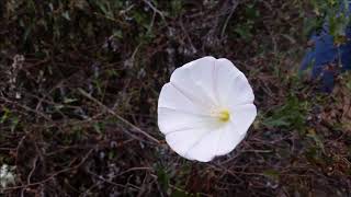 Red House Painters - Revelation Big Sur