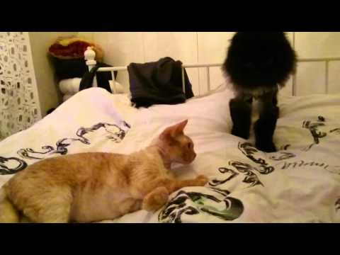 Ninette the devon rex and Sid the black lion, bffs