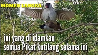 Download lagu PIKAT KUTILANG KAWIN, I A S CHANNEL KAWIN ,,,, HAMPIR........... mp3