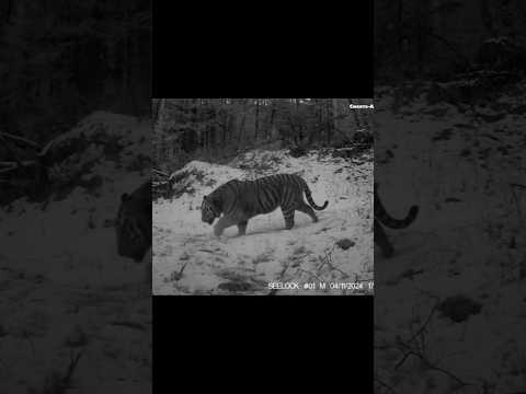 Ussuri brown bear and a Siberian tiger captured on the same trail #wildlife #nature #bear #tiger