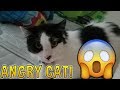ANGRY TUXEDO CAT CAUGHT ON CAMERA