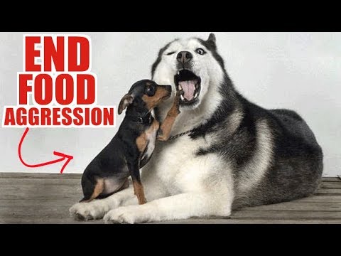 Food Aggression In Siberian Huskies And How To End It!