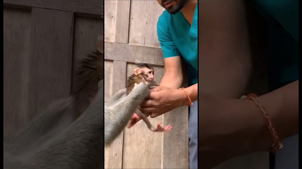 다친 새끼를 건네는 어미 원숭이 #동물병원 #야생동물 #ai영상