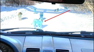 This Man Found A Pack Of Blue Dogs Roaming Around Near An Old Chemical Plant In Russia