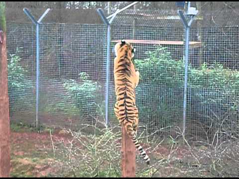 Tigers feeding at South Lakes Wild Animal Park