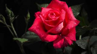 My original composition "Go, Lovely Rose"
