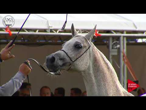 N.73 EUSPIRA - Radom 2017 - 7 Years Old and older Mares (Class 8)
