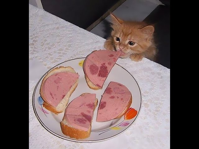 YouTube video preview