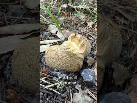 How to safely consume Earthballs (Scleroderma), edible mushroom known as bu-o in the Philippines